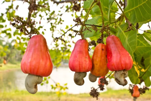Ghana’s cashew floor price has been slashed by 20% for the 2025/2026 season. Discover how this decision threatens smallholder farmers